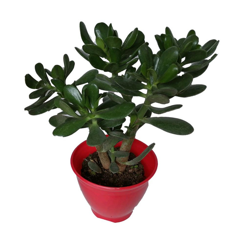 گیاه طبیعی کراسولا قاشقی کد gp03