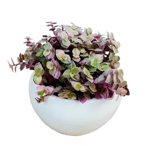 گیاه طبیعی کالیسیا مدل C-45
