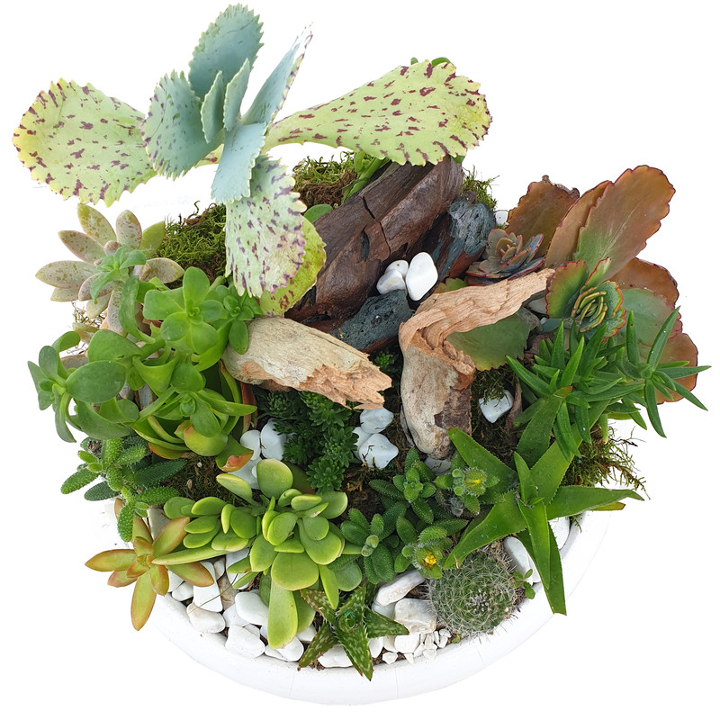 گیاه طبیعی کاکتوس مدل MK-99004