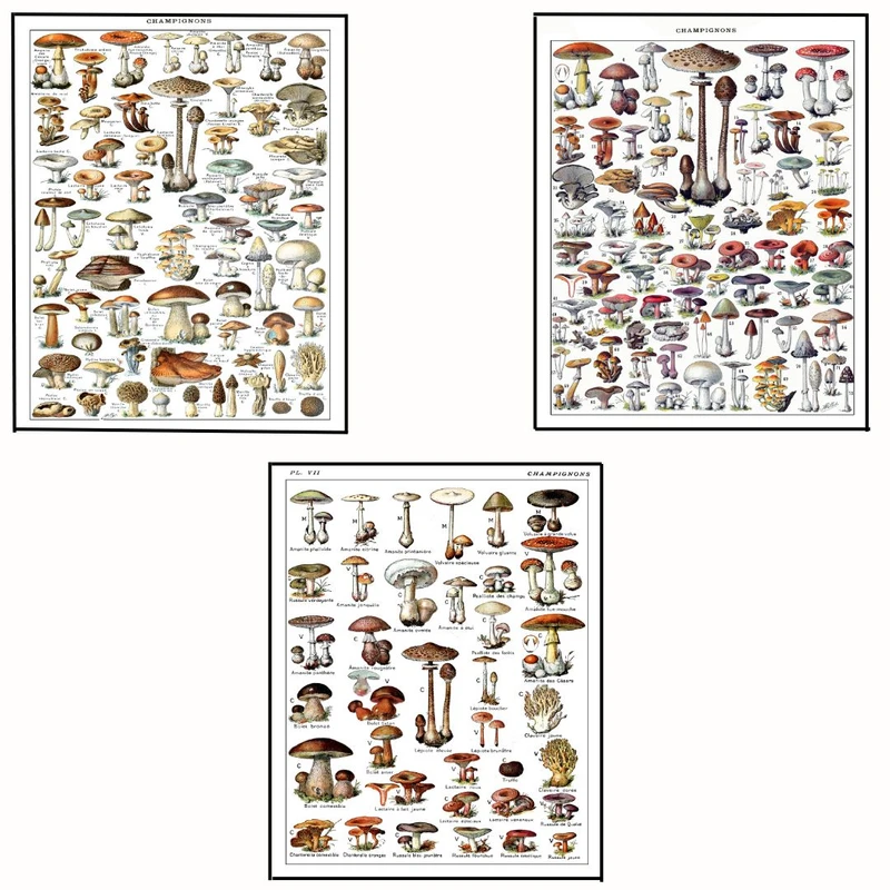 پوستر مدل مسترآدولف میلو-قارچ و هنر گیاه‌شناسی مجموعه 3 عددی