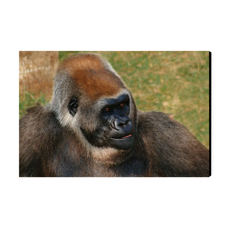 تابلو شاسی عرش مدل فانتزی میمون کد As4795