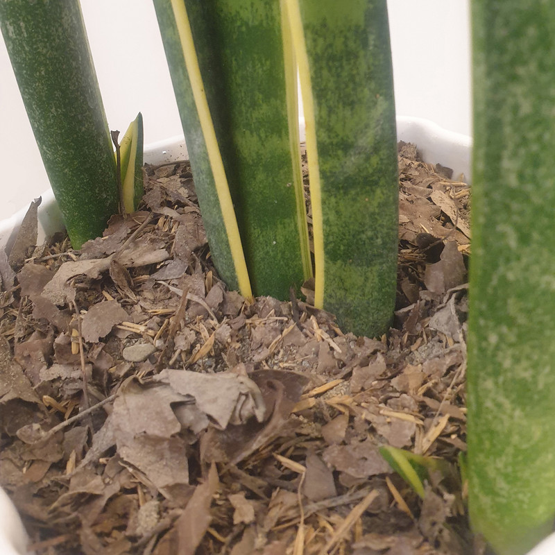 گیاه طبیعی سانسوریا ابلق کد C401 گیاه طبیعی سانسوریا ابلق کد C401