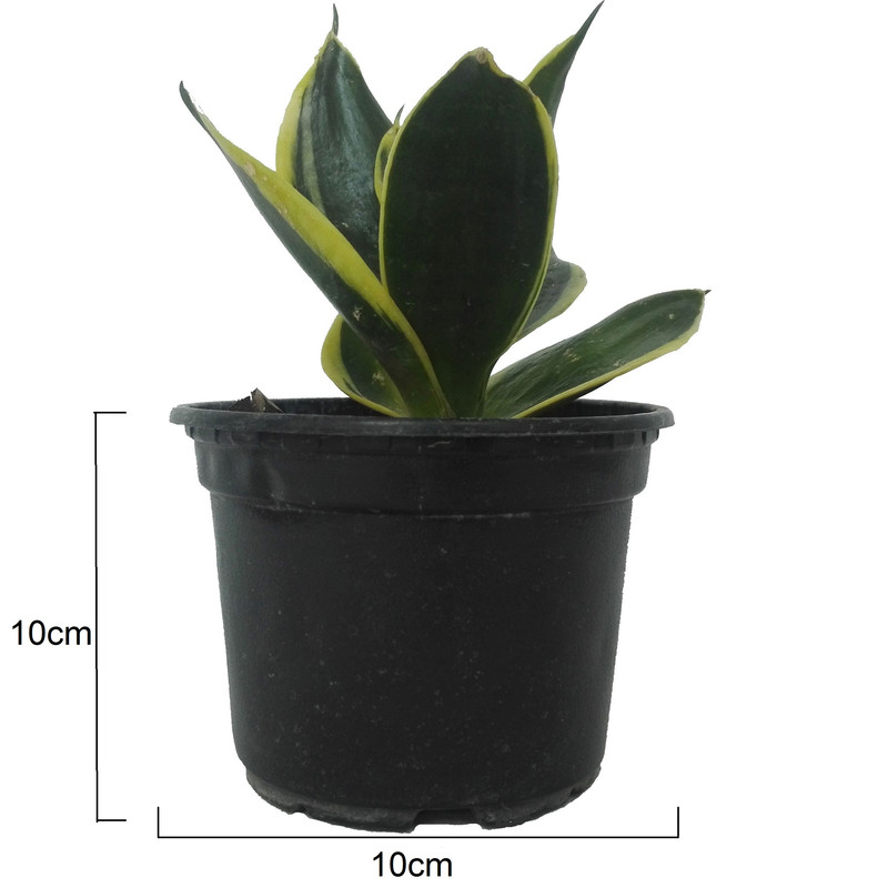 گل طبیعی سانسوریا ابلق بلک گلد کد 112