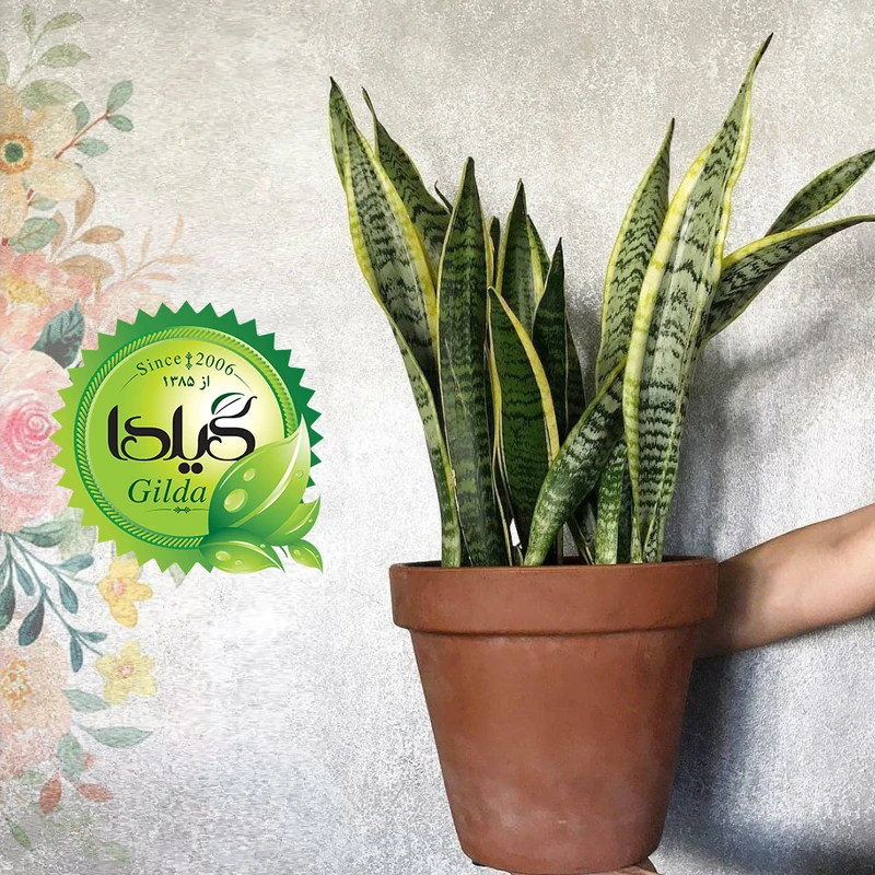 عکس شماره 9 : کود مایع کامل سانسوریا گیلدا مدل npk حجم 120 میلی لیتر