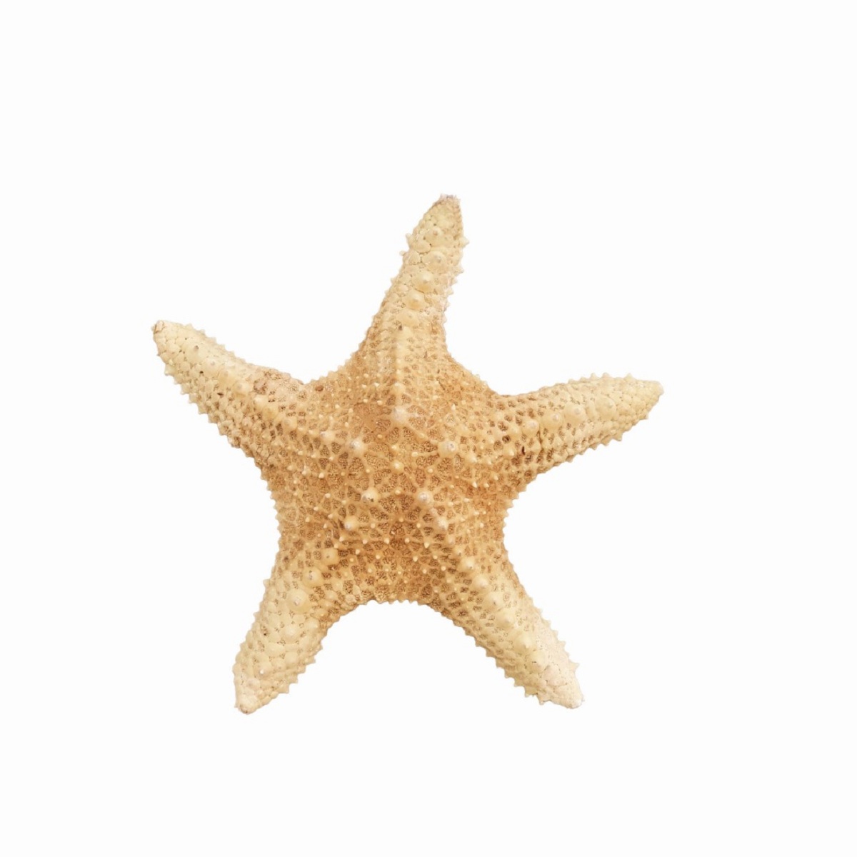 ستاره دریایی تزیینی مدل 23