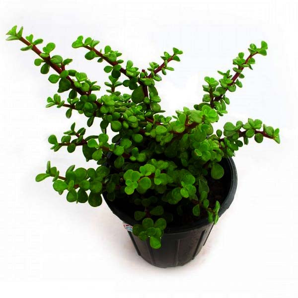 گیاه طبیعی خرفه مدل AMS21 گیاه طبیعی خرفه مدل AMS21