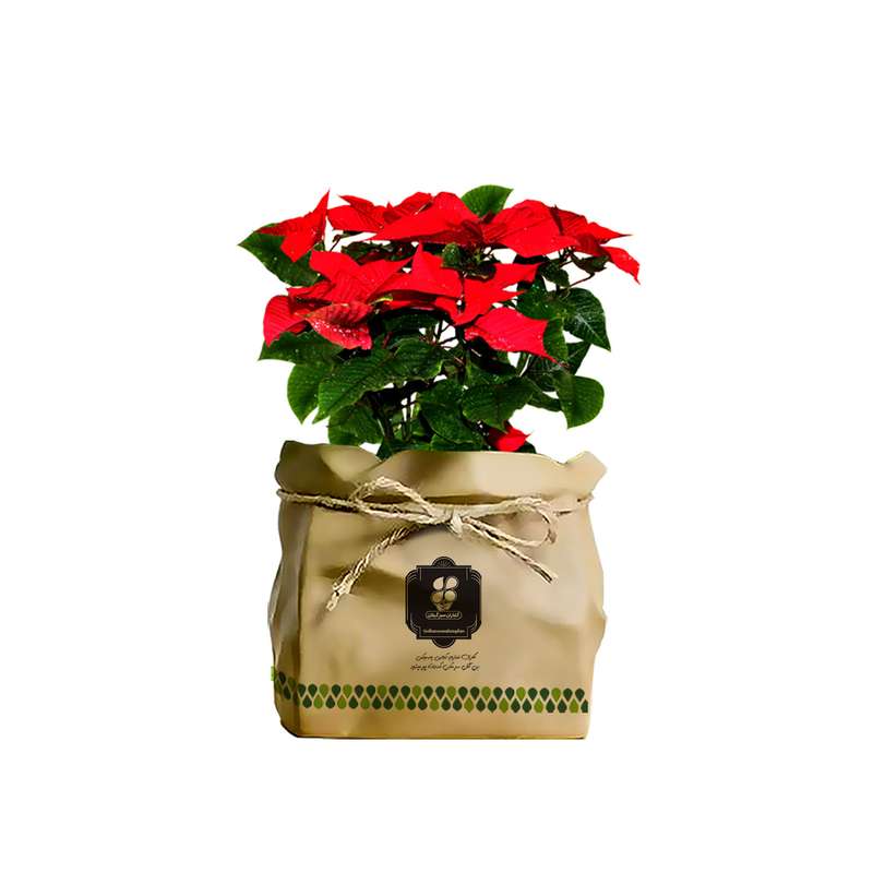 گیاه طبیعی بنت قنسول شرکت گلباران سبز گیلان مدل GN12-23K گیاه طبیعی بنت قنسول شرکت گلباران سبز گیلان مدل GN12-23K