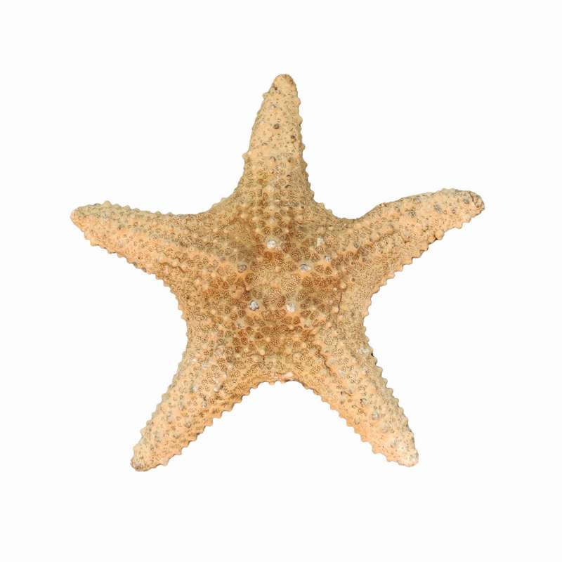 ستاره دریایی تزیینی مدل f3
