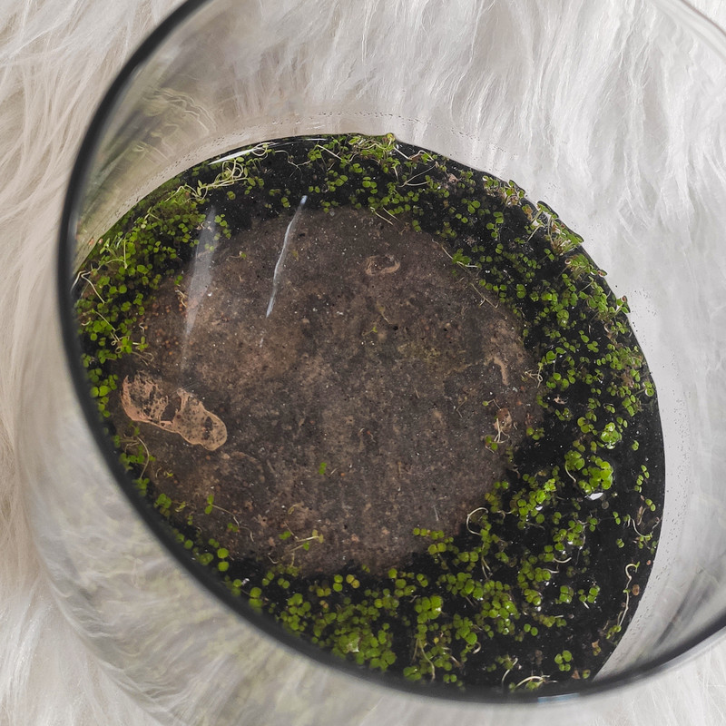 ویواریوم گیاه طبیعی کد viv-119