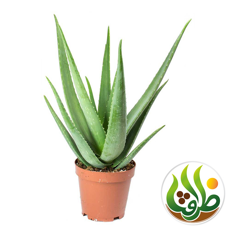 کود کامل آلوئه ورا ظرافت مدل KO21124 وزن 250 گرم کود کامل آلوئه ورا ظرافت مدل KO21124 وزن 250 گرم