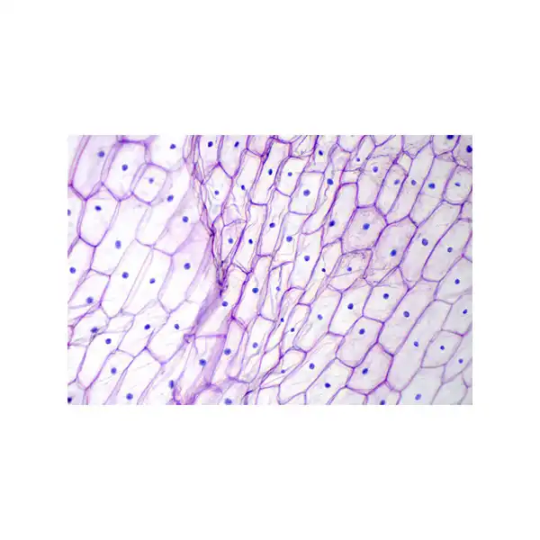 میکروسکوپ مدل 1600X