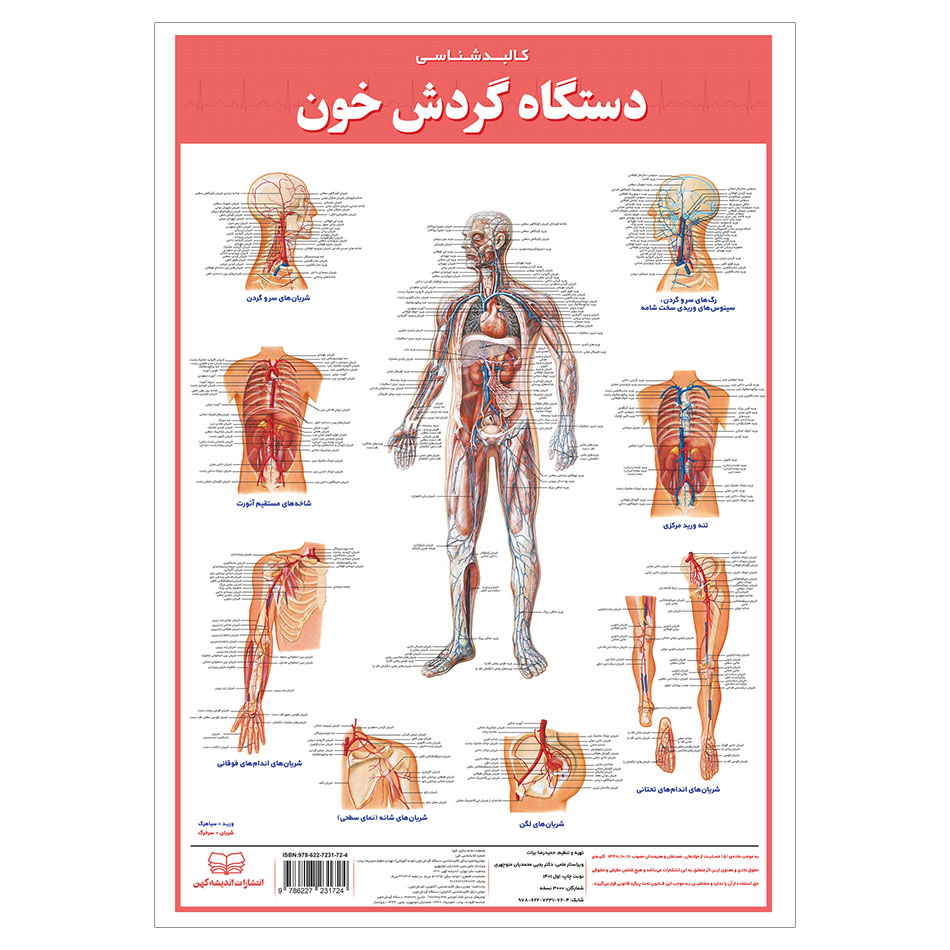 پوستر آموزش انتشارات اندیشه کهن مدل آناتومی کالبدشناسی دستگاه گردش خون