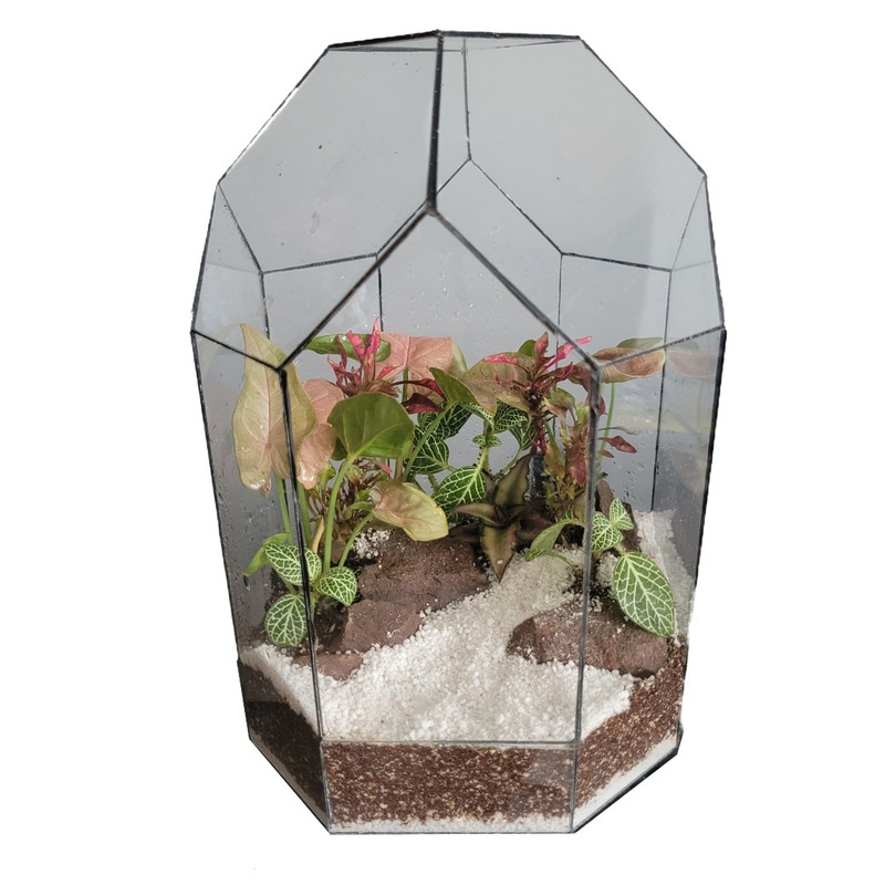تراریوم گیاه طبیعی مدل 06