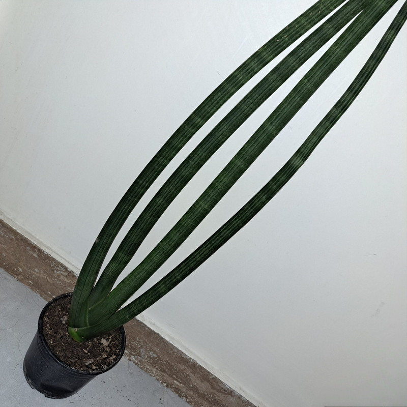 گل طبیعی سانسوریا مدل نیزه ی آفریقایی