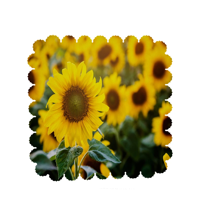  رومیزی طرح آفتابگردان کد 8488B