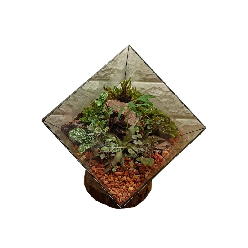 گیاه طبیعی تراریوم مدل چند وجهی روبیک گیاه طبیعی تراریوم مدل چند وجهی روبیک