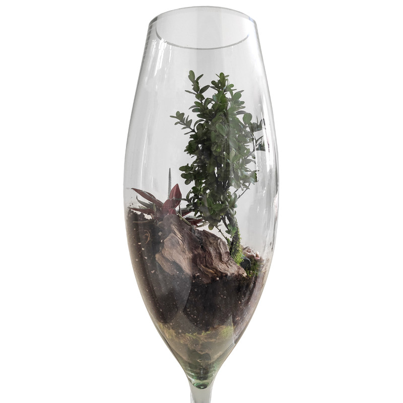 تراریوم گیاه طبیعی کد TRM-jamPB