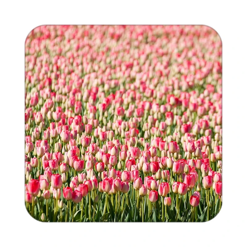 زیر لیوانی کاکتی طرح گل مدل mp16563