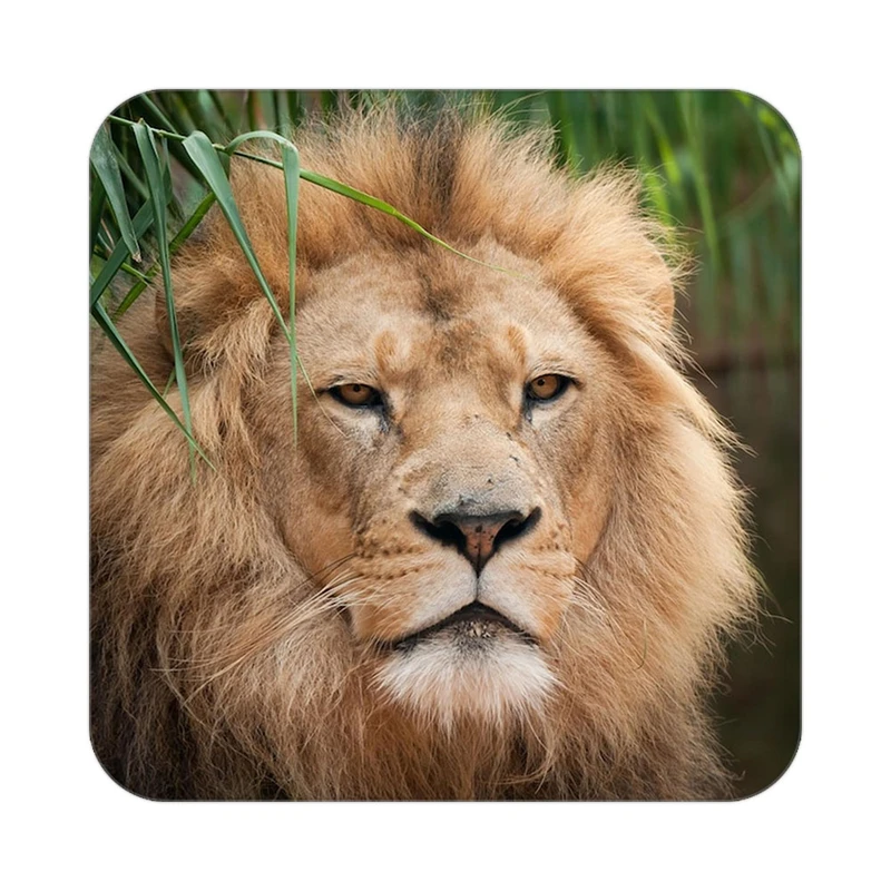 زیر لیوانی کاکتی طرح شیر مدل mp23300