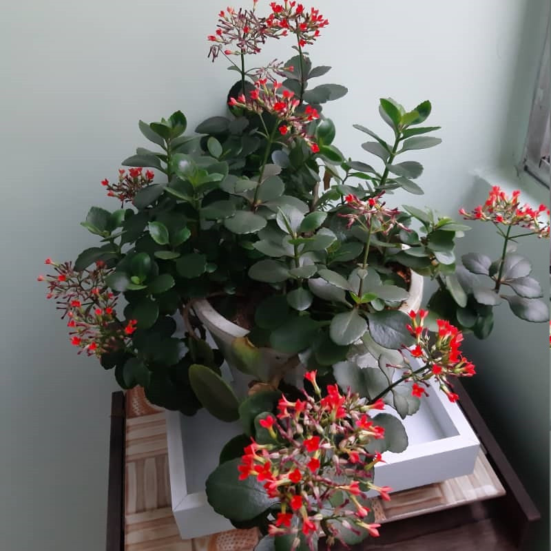 زیرگلدانی مدل چرخدار کد PVC زیرگلدانی مدل چرخدار کد PVC