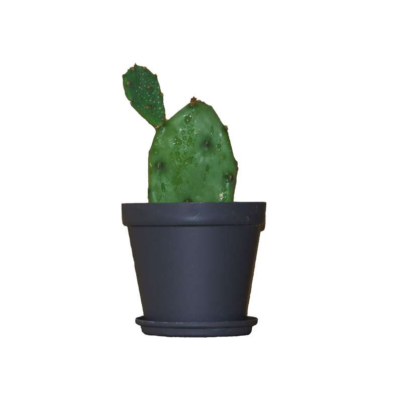 گیاه طبیعی کاکتوس مدل آپونیتا L-C-01 گیاه طبیعی کاکتوس مدل آپونیتا L-C-01