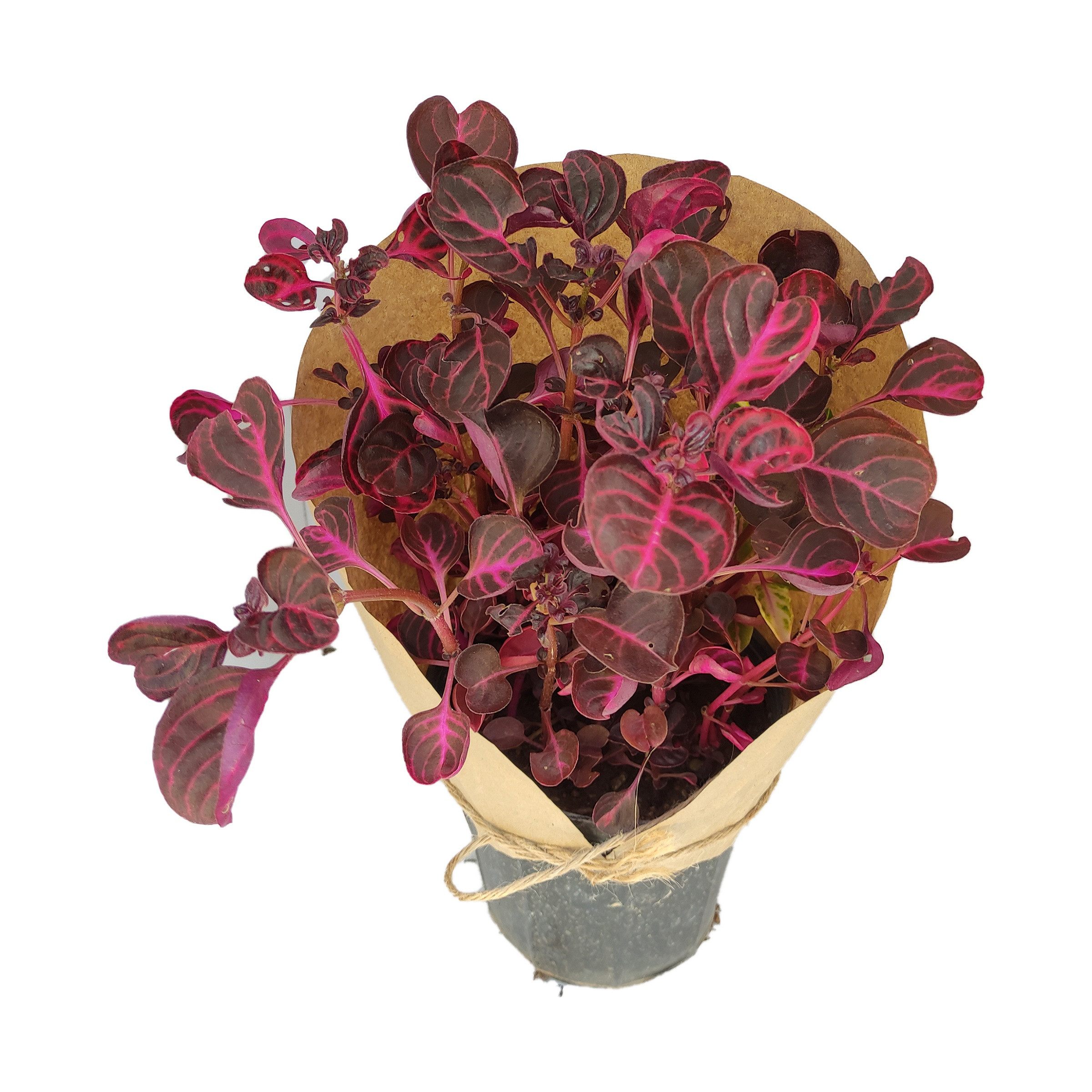 گیاه طبیعی آشلانتوس کد yt24