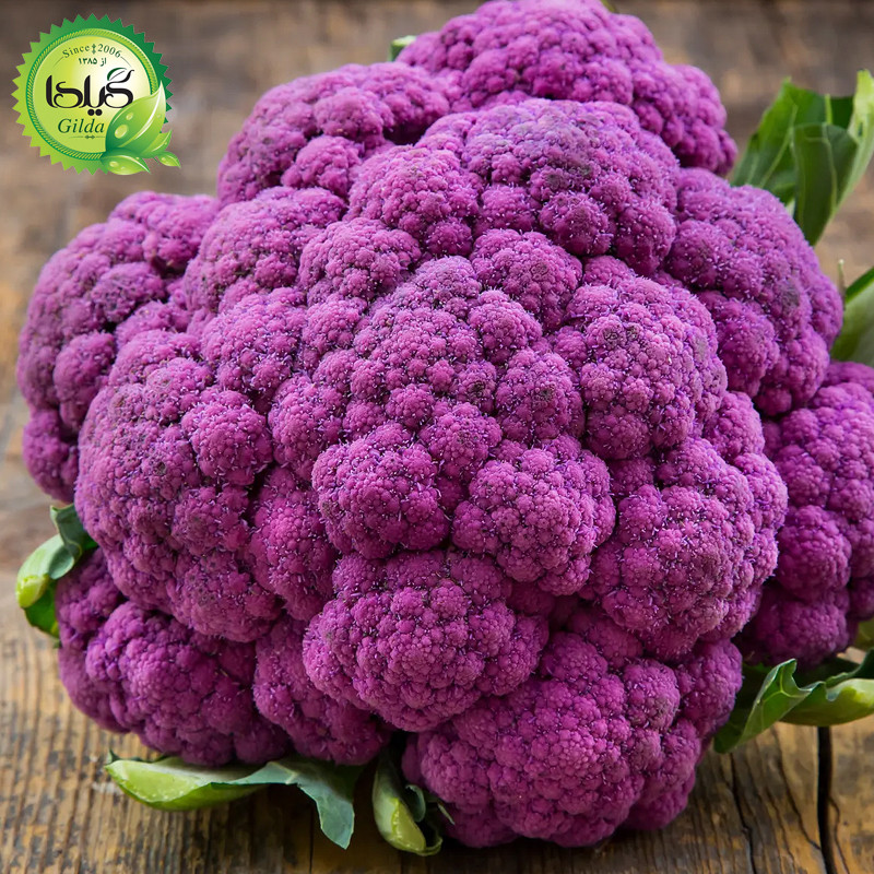 بذر گل کلم بنفش گیلدا کد 313