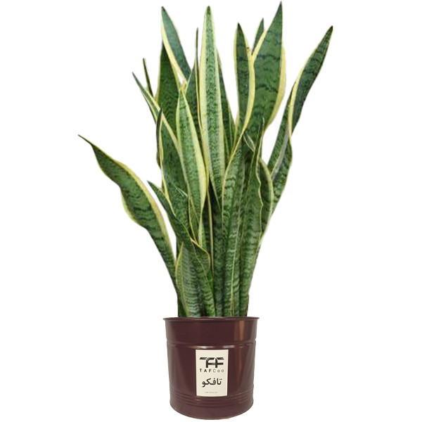 گیاه طبیعی سانسوريا ابلق تافکو کد 2025