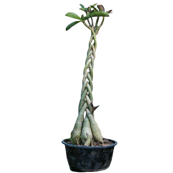 گیاه طبیعی بونسای آدنیوم بافت مدل عربیکم