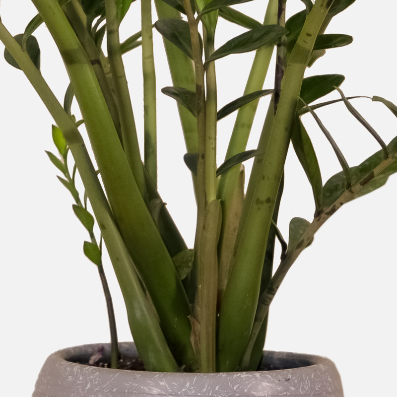 گیاه طبیعی زامیفولیا مدل zami235