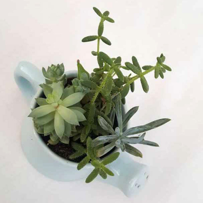 گیاه طبیعی ساکولنت میکس کد 03