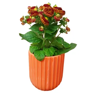 گیاه طبیعی گل گوشواره ای مدل F-32