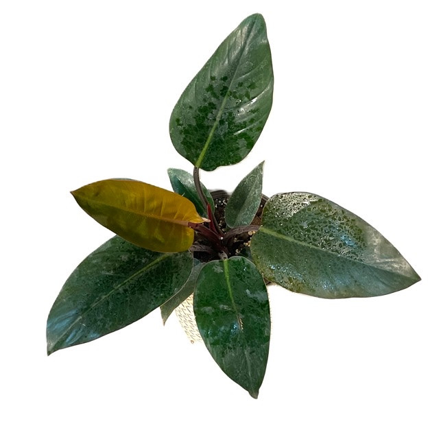 گیاه طبیعی فیلودندرون مدل 65601