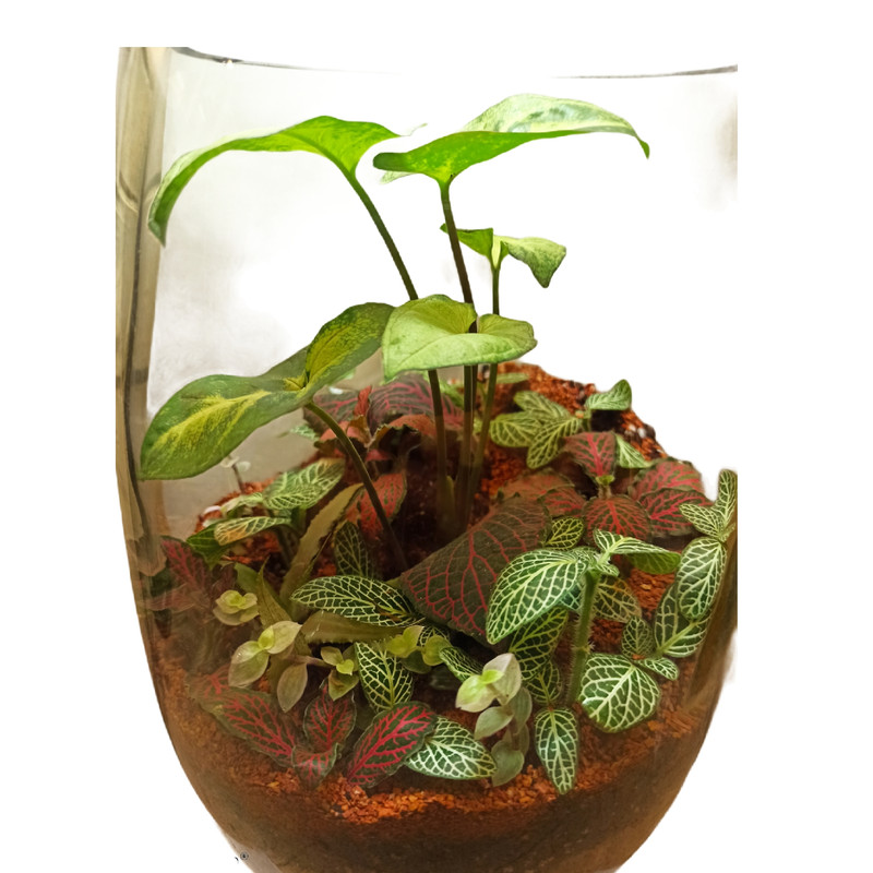 تراریوم گیاه طبیعی کد 103 تراریوم گیاه طبیعی کد 103