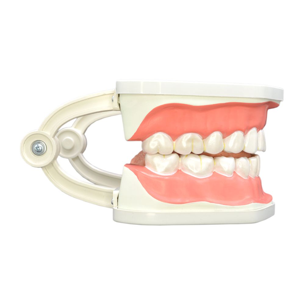 بازی آموزشی مولاژ دندان انسان مدل Dentalcare2 -  - 4