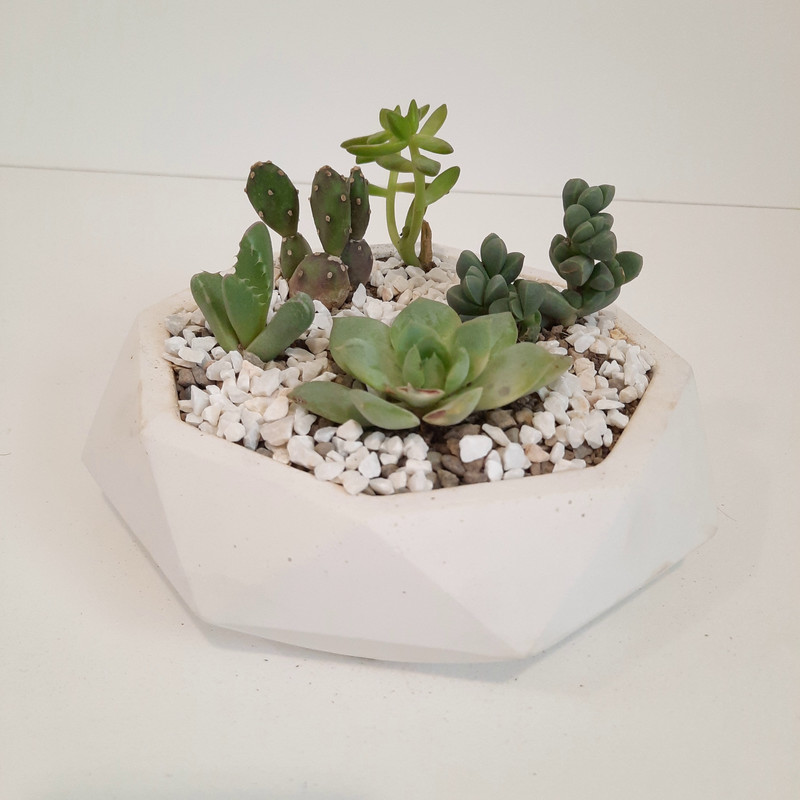 گیاه طبیعی دیش گاردن کاکتوس و ساکولنت کد 33