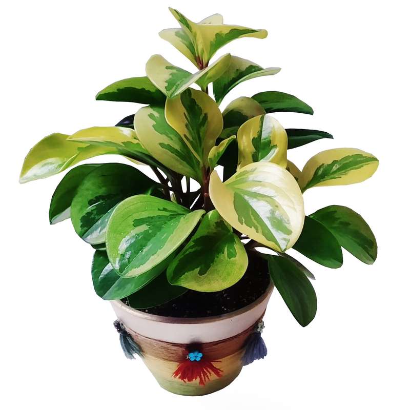 گیاه طبیعی قاشقی مدل C-37