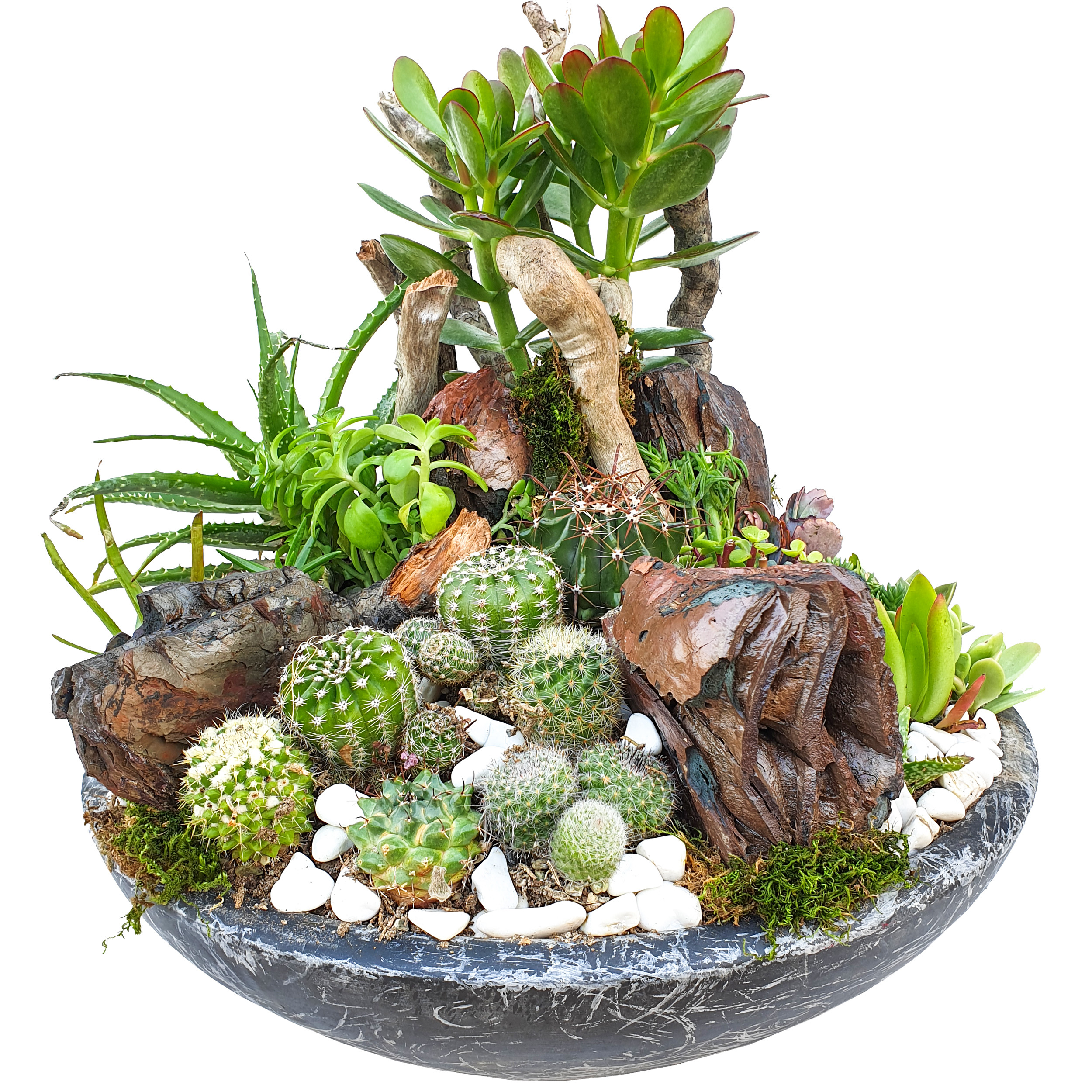 گیاه طبیعی کاکتوس مدل MK-99006