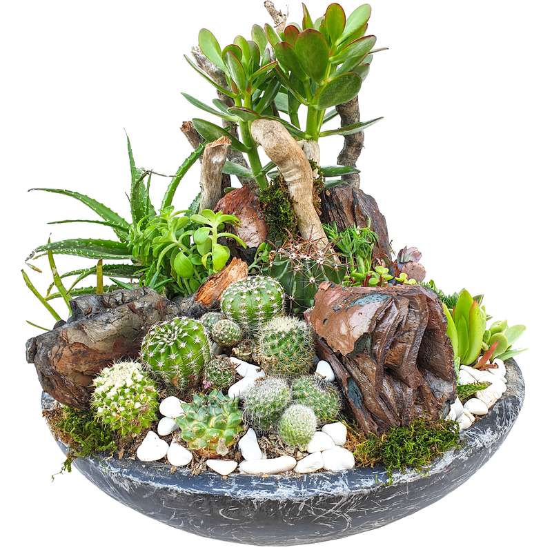 گیاه طبیعی کاکتوس مدل MK-99006