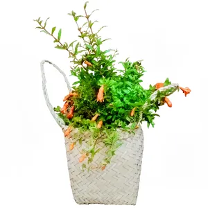 گیاه طبیعی انار زینتی مدل C-29