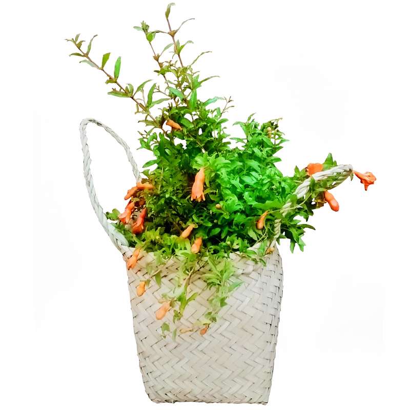 گیاه طبیعی انار زینتی مدل C-29