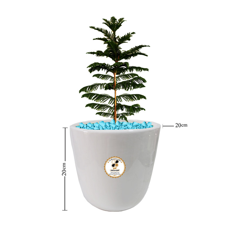 گیاه طبیعی کاج مطبق شرکت گلباران سبز گیلان مدل GN13-10M