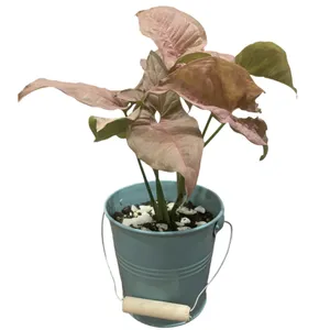 گل طبیعی سینگونیوم کد 432SIN