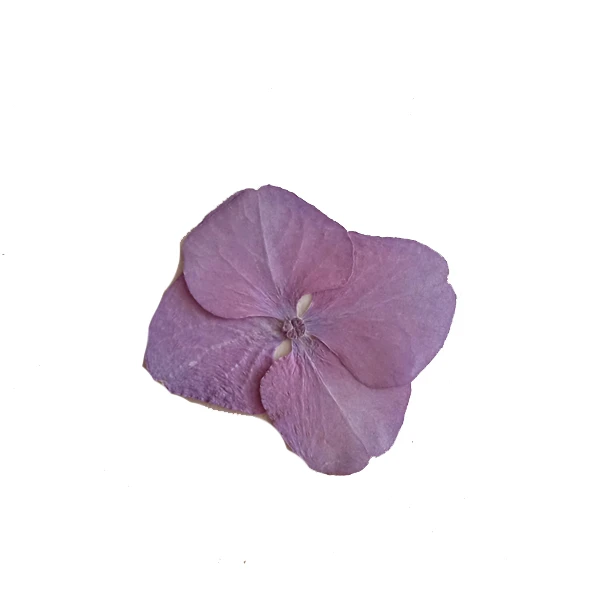 گل خشک مدل هورتانسیا کد G_8 مجموعه 8 عددی