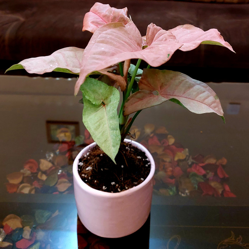 گیاه طبیعی سینگونیوم صورتی مدل F-01 گیاه طبیعی سینگونیوم صورتی مدل F-01