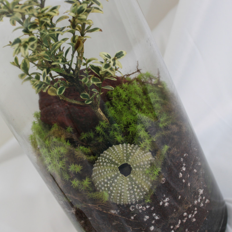 تراریوم گیاه طبیعی کد OST-22