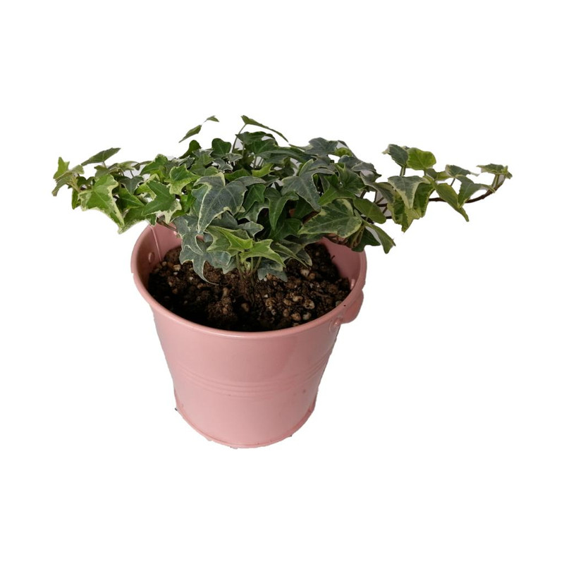 گیاه طبیعی پاپیتال کد wf06