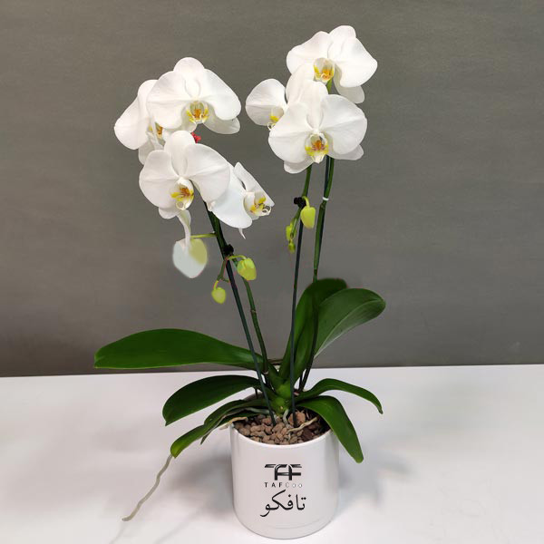 گل طبیعی ارکیده تافکو کد 3x
