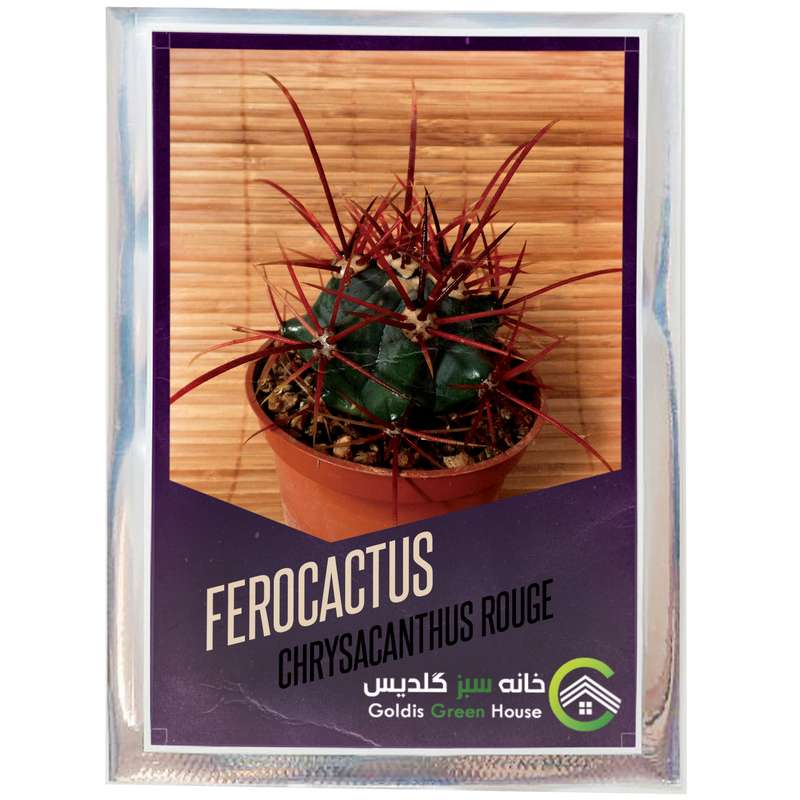 بذر فروکاکتوس چریساکانتوس روگ خانه سبز گلدیس کد 25 بذر فروکاکتوس چریساکانتوس روگ خانه سبز گلدیس کد 25