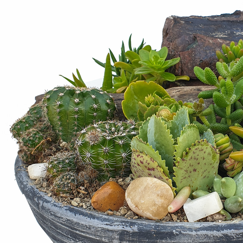 گیاه طبیعی کاکتوس مدل MK-99003 گیاه طبیعی کاکتوس مدل MK-99003